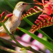Rufous hummingbird