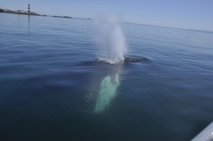 Whidbey Island Whale Watching