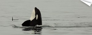 Whidbey Island Whale Watching